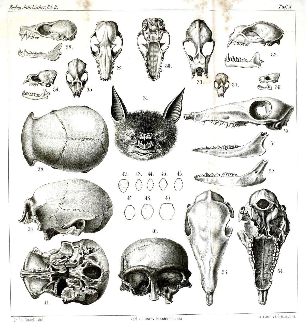 animals-bones-art-class-teacher-lesson