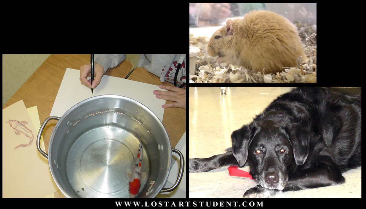 drawing-animals-from-life-fish-dog-hamster-student-teacher-lesson-drawings