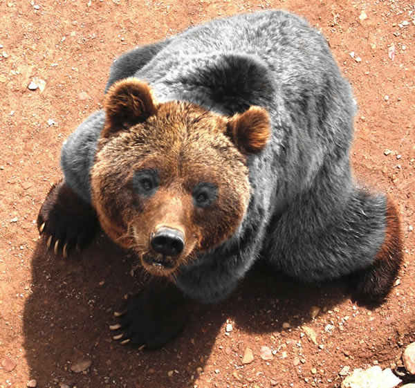 bear in perspective