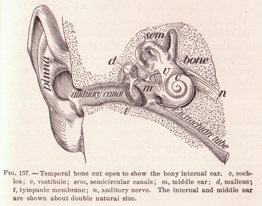 ear-drawing